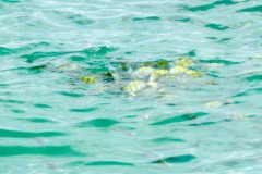 2012-04-09 Panama: Vitorlázás, delfinek